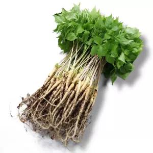 유황새싹삼 대 25cm 내외 30뿌리 엄마의농장 7.5g 30개 선물세트 설날 추석 친정 부모님 한가위