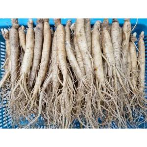 삼계탕용삼계250g 7 15뿌리 튀김 갈비탕 백숙 삼계 업소용 무료세척 무료택배 선물세트 명절 가족 시댁 모