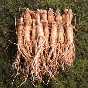 금산인삼 수삼 원수삼 대 무료세척 1채750g 10 13뿌리 선물세트 가족 명절 친정 부모님 설날