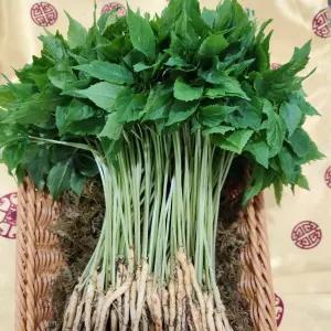 영광 다은 새싹삼 업소용 선물용 대 25 30cm 내외 50뿌리 깨끗한 식당용 카페용 가정용 50개 1mg 선물세트
