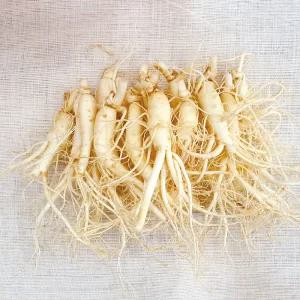삼키우는마을 세척수삼 고려인삼 4 6년근 홍삼제조용 선물용 가정용 난발삼 원삼 파삼 선물세트 가족 모임