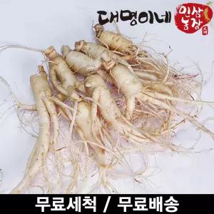 금산인삼 오쿠용 1회분 세척 인삼 수삼 난발 원삼 250g 1개 8뿌리내외 선물세트 시댁 친정 명절 가족 부모