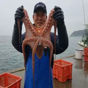 국내산 자숙 참문어 숙회 제수용 4kg 자숙후 2.4kg내외 피문어