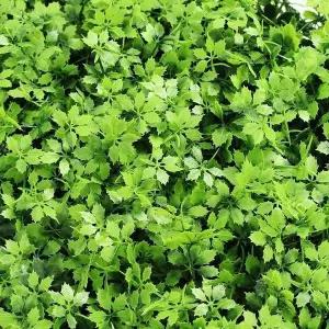 벽장식 인조잔디 60x40cm 미나리 테라스 로비 조경