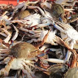 국내산 알배기 활 암꽃게 1kg 3-5미