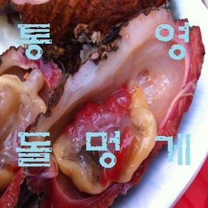 통영 자연산 돌멍게2kg~5kg/해삼/멍게/개불