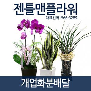 개업화분 동양란 서양란 화분배달