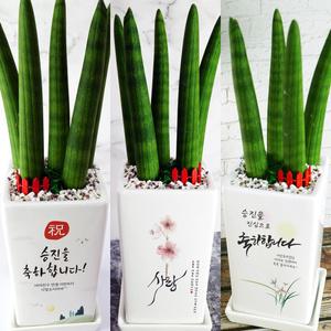 승진선물 축하화분 개업 영전 진급 생일 이사 메세지화분 실내 스투키 중형