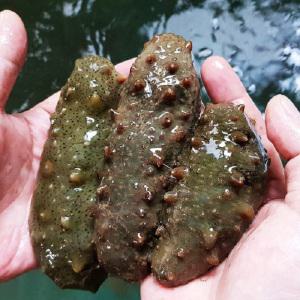 통영 자연산 100%참해삼1kg/개불/돌멍게