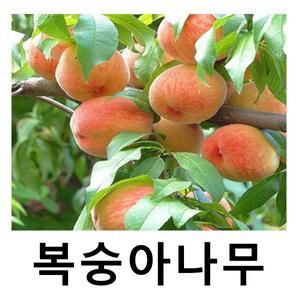 복숭아나무 묘목 천중도 백도 R3cm 결실주 분