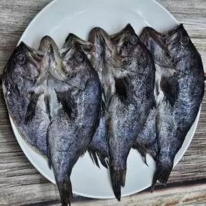 반건조 우럭 9미