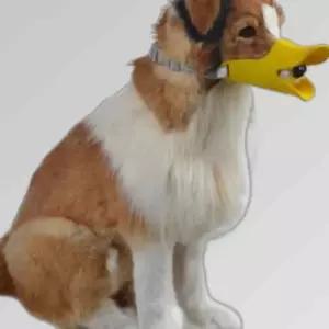 애견입마개 진돗개 말티즈 푸들 소형견 입마개 대형견