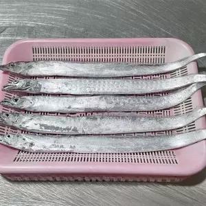 [장보리]제철 국내산 생물 먹갈치 1kg