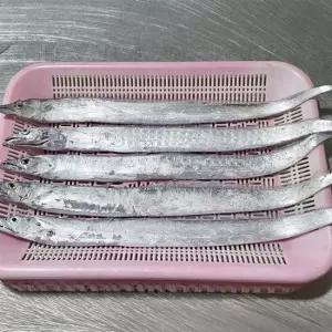 장보리 제철 국내산 생물 먹갈치 1kg