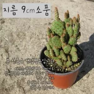 다육식물 부채선인장 소형 화분 9cm 인테리어 소품