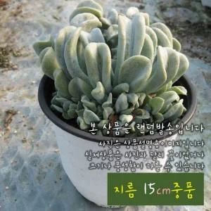 다육식물 특엽옥접 15cm 중품 화분