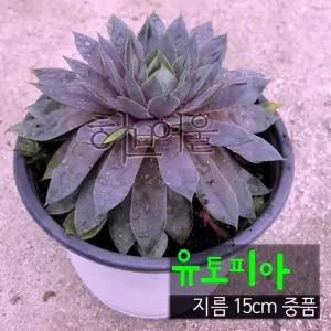 바위솔 유토피아바위솔 중품 노지월동 다육화분 국민
