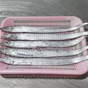 [장보리]제철 국내산 생물 먹갈치 1kg