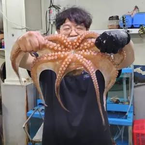 국내산 활 특대 돌문어 1마리 1.4-1.5kg내외 생물 큰문어 생문어 제수용