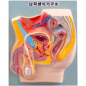 학교 비뇨기과 교육용 남자 생식기 모형 오래쓰는 과학관 해부학