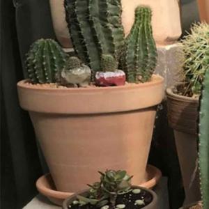 유럽스타일토분 빈티지화분 클래식고급토분 토분 바소 30x26 브라운