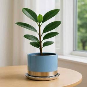 특이한다육이화분 선물용화분 고급화분 도자기화분 유광 16x14