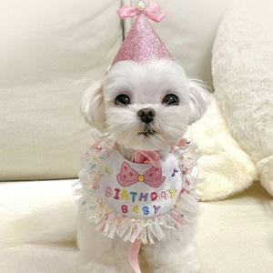 강아지 꼬깔 데일리 모자 턱받이 1set 애견 생일축하 돌잔치