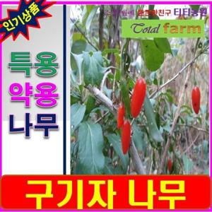 간건장 혈압관리 눈건강에 구기자 실생 2년생 10주