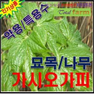 제2의 인삼 가시오갈피 실생2년생 5주