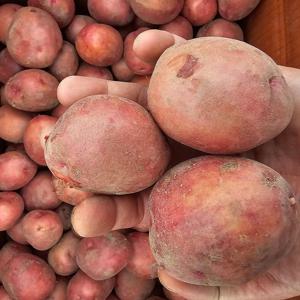 포슬포슬한 햇 홍감자 (대) 5kg