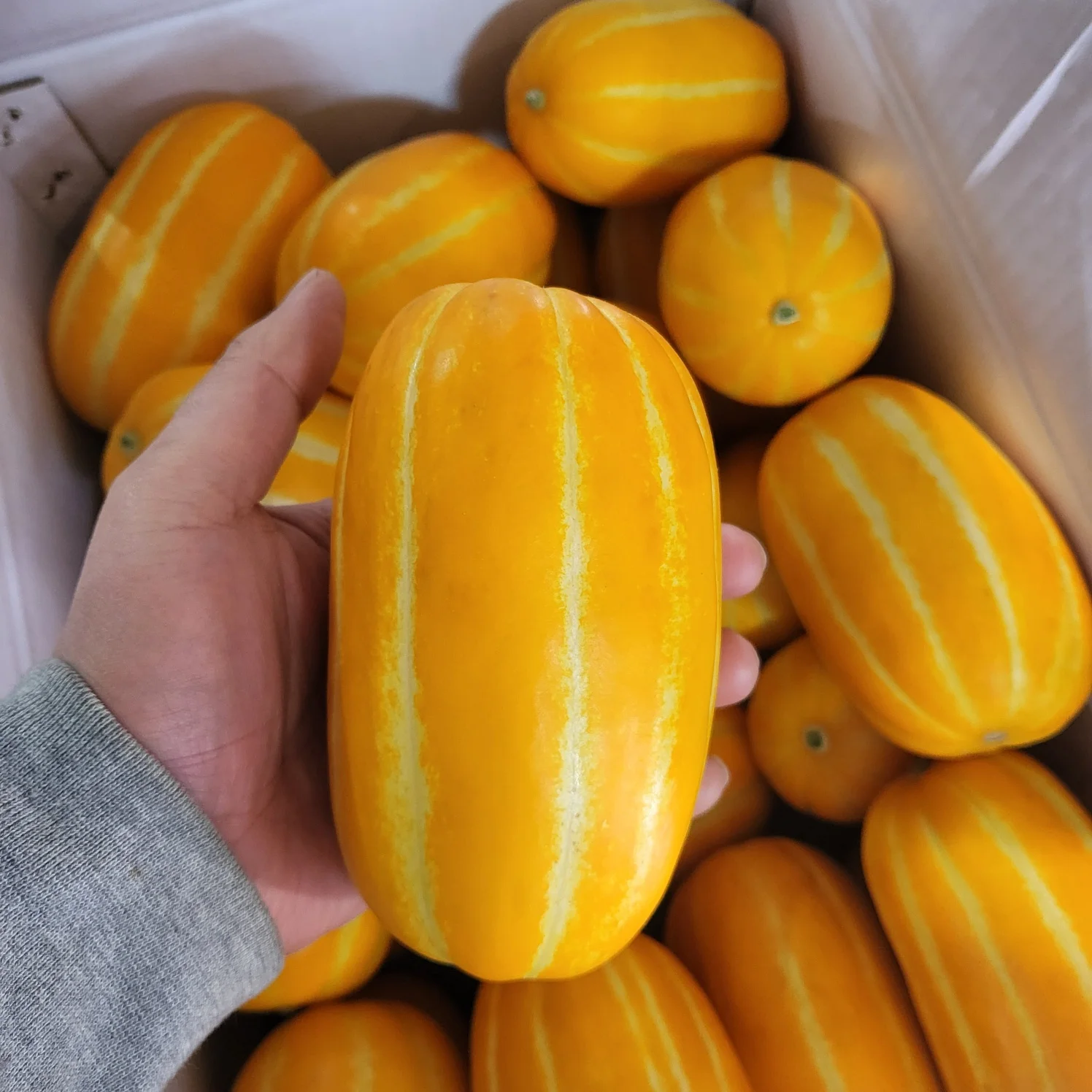 [한정수량] 고당도 성주 꿀 참외 못난이 5kg