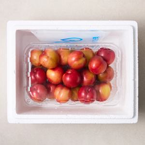 첫수확 햇자두 경북 노지 와촌자두 1kg 2kg