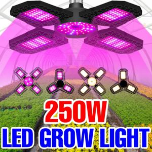 250W E27/E26 LED 성장등 풀 스펙트럼 접이식 식물 보조 조명 채소 과일 수경재배 100W/150W/200W