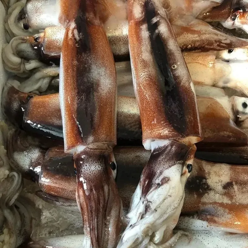 [푸디앤] 횟감용 생물오징어 1kg (6-10미)