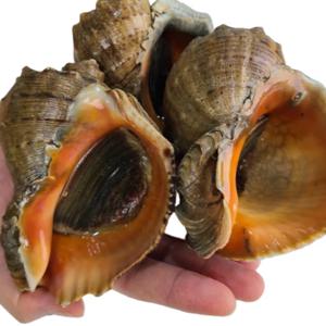 [푸디앤] 서해 주먹 참소라 1kg(3-7미)
