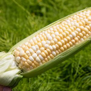 [푸디앤]   제철 초당 옥수수 5~20입