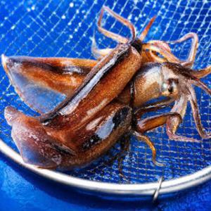 국내산 생물 오징어 1kg 당일 조업 무료배송 특가 행사 10미내외