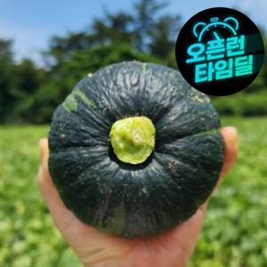 +초특가+ 제주직송 보우짱 밤호박 정품 로얄과 5kg
