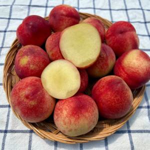 복숭아 신비복숭아 5kg벌크(70-89과)