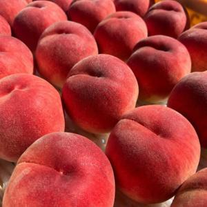 (수량한정) 10-12브릭스 설원 백도 반딱딱 복숭아 2kg (14~18과 내외) / 후숙시 쫀득말랑 당일수확발송 국산