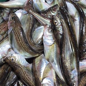 알배기 도루묵 동해안 조업 / 반건조도루묵 600g(18-22미) / 반건조도루묵은 알배기가 아닙니다