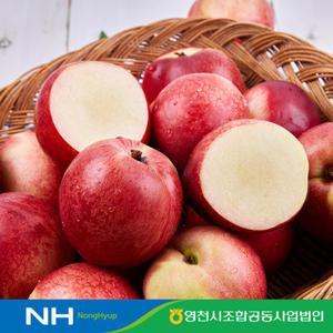 농협직송 영천 신비복숭아 3kg 중소과(37-42과)