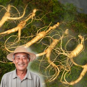 삼삼인 못난이 산양산삼 50뿌리