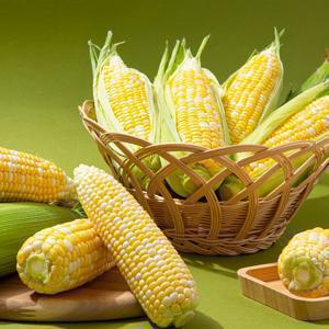 [더조은] 제주직송 초당옥수수 중품 (8-13cm) 10개입