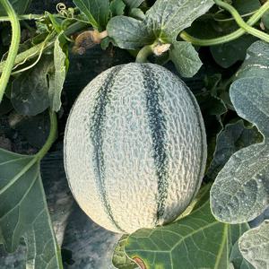 [밋앤밀] (3kg 2-4과) 고령 산지직송 GAP 하우스 칸탈로프 메론 3kg(2-4과)
