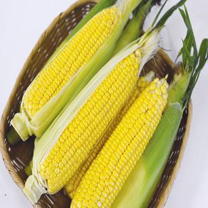 당일수확 고당도 초당옥수수 산지배송 10개