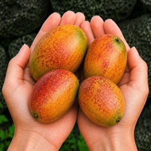 [SNS핫템] 제주 미니 애플망고 1kg 6-19과