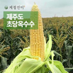 제철진미 제주 햇 고당도 초당옥수수 특상품 10개입 15cm이상