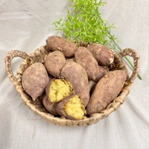 해남 꿀고구마 대 5kg 비세척 25년산 (햇)