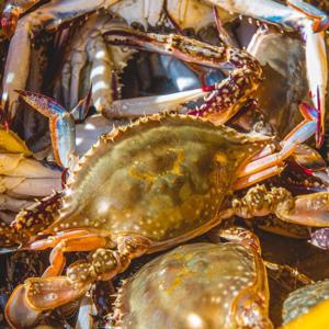 [바잘] 서해안 활 알배기 암꽃게 생물 2kg(8-10미) [NPU]